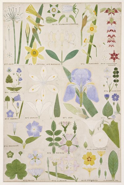 Botanical illustration, original from Owen Jones
